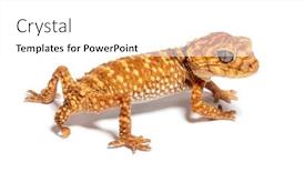  Presentation with rough - Theme enhanced with rear-view-of-a-centralian background and a white colored foreground