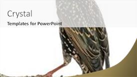  Presentation with rear view mirror - Colorful presentation theme enhanced with rear view of a common starling perching on a branch sturnus vulgaris isolated on white backdrop and a white colored foreground