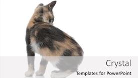  Presentation with rear view mirror - Cool new PPT layouts with rear view of a focused domestic cat looking away while sitting on white studio background backdrop and a white colored foreground