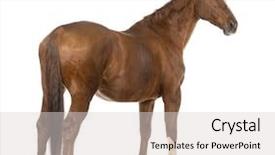  Presentation with white horse - Colorful PPT theme enhanced with rear view of a horse backdrop and a lemonade colored foreground