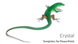  Presentation with green - Slides with rear-view-of-a-looking background and a white colored foreground