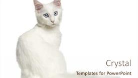  Presentation with kitten - Colorful theme enhanced with rear view of a main-coon kitten sitting looking backwards 4 months isolated on white backdrop and a cream colored foreground