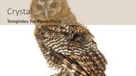  Presentation with tawny - PPT theme enhanced with rear-view-of-a-one background and a coral colored foreground