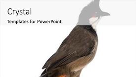  Presentation with red - Audience pleasing PPT theme consisting of rear view of a red-whiskered bulbul - pycnonotus jocosus - isolated on white backdrop and a white colored foreground