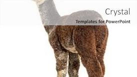  Presentation with grey - PPT theme enhanced with rear-view-of-a-rose background and a white colored foreground