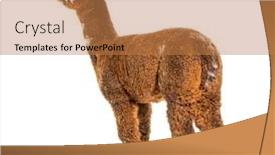  Presentation with old young - Theme enhanced with rear-view-of-a-rose background and a coral colored foreground