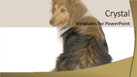  Presentation with sheepdog - Audience pleasing PPT layouts consisting of rear view of a shetland sheepdog sitting in front of a white background backdrop and a coral colored foreground
