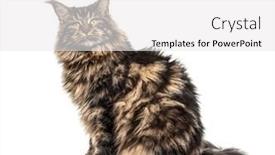  Presentation with maine - Beautiful slide deck featuring rear-view-of-a-sitting backdrop and a white colored foreground