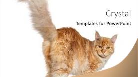  Presentation with walking cat - Presentation consisting of rear-view-of-a-young background and a white colored foreground