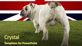  Presentation with union jack - Amazing PPT theme having rear view of british bulldog backdrop and a tawny brown colored foreground