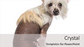  Presentation with rear view mirror - Presentation design consisting of rear view of chinese crested background and a light gray colored foreground