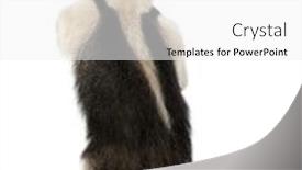  Presentation with rear view of bodyguard - Beautiful presentation theme featuring rear view of collared anteater backdrop and a white colored foreground