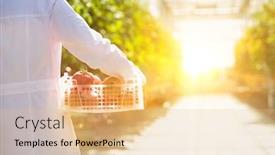  Presentation with crop - Beautiful presentation design featuring rear view of crop scientist carrying tomatoes in crate with yellow lens flare in background backdrop and a lemonade colored foreground