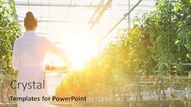  Presentation with crop - Presentation theme with rear view of crop scientist carrying tomatoes in crate with yellow lens flare in background background and a yellow colored foreground