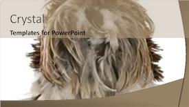  Presentation with feathered - Colorful slide deck enhanced with rear view of curly feathered rooster pekin 1 years old standing against white background backdrop and a coral colored foreground