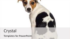  Presentation with rear view of bodyguard - Slide set enhanced with rear view of fox terrier background and a white colored foreground