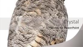  Presentation with rear view of bodyguard - Colorful theme enhanced with rear-view-of-great-horned backdrop and a light gray colored foreground