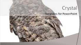  Presentation with rear view mirror - Audience pleasing slides consisting of rear view of great horned owl bubo virginianus subarcticus in front of white background backdrop and a light gray colored foreground