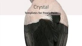  Presentation with rear view of bodyguard - Slide deck with rear-view-of-king-vulture background and a lemonade colored foreground