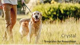  Presentation with golden - PPT theme consisting of rear-view-of-man-walking background and a yellow colored foreground