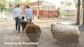  Presentation with farming - Slide deck featuring rear-view-of-mature-farming background and a gray colored foreground