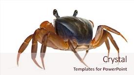  Presentation with crab - Audience pleasing PPT layouts consisting of crustacea - rear view of patriot crab backdrop and a lemonade colored foreground