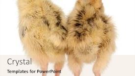  Presentation with old days - Amazing PPT layouts having rear-view-of-two-japanese backdrop and a coral colored foreground