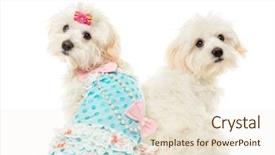  Presentation with camera - PPT theme with rear view of two malteses sitting looking at the camera isolated on white background and a cream colored foreground