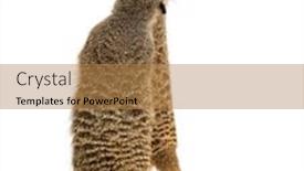  Presentation with octagon two mma fighters standing - Presentation theme consisting of rear-view-of-two-meerkats background and a coral colored foreground