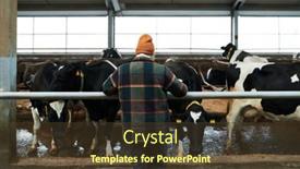 Presentation with cattle - PPT theme having rear-view-of-young-woman background and a tawny brown colored foreground