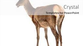  Presentation with deer - Theme having rear-view-on-a-doe background and a white colored foreground