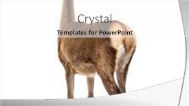  Presentation with rear view of bodyguard - Slide deck featuring rear-view-on-a-doe background and a white colored foreground