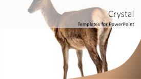  Presentation with deer - Slide set having rear-view-on-a-doe background and a white colored foreground