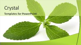 Presentation with stevia leaf - Amazing PPT layouts having stevia rebaudiana sweet leaf sugar backdrop and a yellow colored foreground