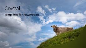  Presentation with k2 mountain - Theme featuring rebellion - brown mountain cows grazing background and a seafoam green colored foreground