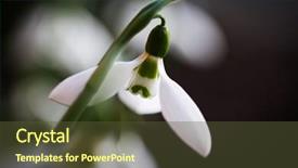  Presentation with forest beautiful spring nature - PPT theme enhanced with reborn - close up of snowdrops background and a  colored foreground