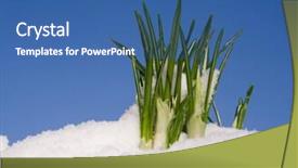  Presentation with snow - Audience pleasing presentation theme consisting of reborn - flower in the snow backdrop and a ocean colored foreground