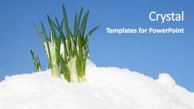  Presentation with blue flower - Slides enhanced with reborn - flower in the snow background and a teal colored foreground