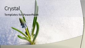  Presentation with snow - Beautiful PPT theme featuring reborn - flower in the snow backdrop and a light gray colored foreground