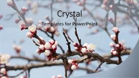  Presentation with olive tree branch ripe - Colorful slides enhanced with reborn - fresh buds on tree branches backdrop and a  colored foreground