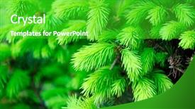  Presentation with olive tree branch ripe - Audience pleasing presentation design consisting of reborn - pine-tree young branch backdrop and a  colored foreground