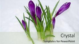  Presentation with easter bunny yellow spring flower - Slides consisting of reborn - spring flower in the snow background and a mint green colored foreground