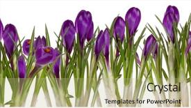  Presentation with easter bunny yellow spring flower - PPT layouts featuring reborn - spring flower background and a mint green colored foreground