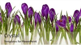  Presentation with easter bunny yellow spring flower - PPT theme with reborn - spring flower background and a mint green colored foreground