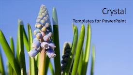  Presentation with spring - Presentation having reborn - spring flowers coming up background and a light blue colored foreground