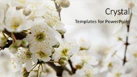  Presentation with spring tree - PPT layouts with reborn - spring flowers on tree branches background and a  colored foreground