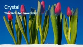  Presentation with tulip - Presentation theme enhanced with reborn - tulip in the snow background and a ocean colored foreground