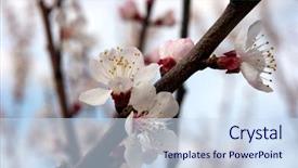  Presentation with springtime - Theme consisting of reborn - white springtime flowers background and a  colored foreground