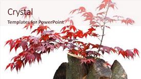  Presentation with maple leaves - Audience pleasing slide deck consisting of reborn - young red maple leaves backdrop and a  colored foreground