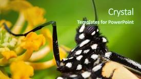  Presentation with monarch butterfly - Cool new presentation theme with receptors - closeup of a monarch butterfly backdrop and a tawny brown colored foreground